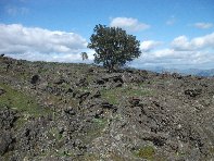 iara Scorciavacca-20110306 117
